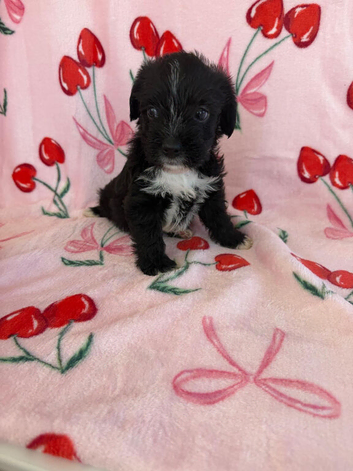 Adorable shih tzu x jack Russell final boy pup remaining