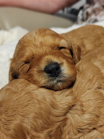 F1B CAVAPOO PUPPY'S DNA HEALTH TESTED PARENTS AND GRANDPARENTS
