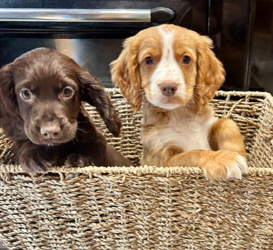 4 lovely health tested puppies