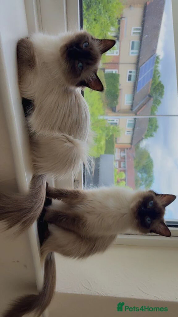 Female ragdoll sisters