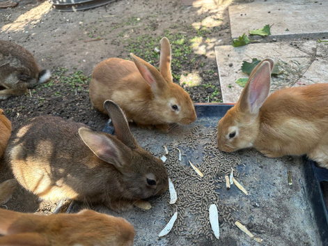 Rabbits for sale