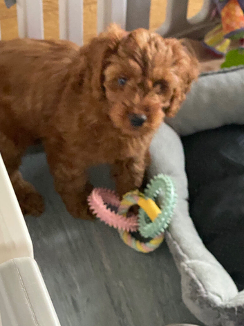Hereditary Clear Red Cockapoo&rsquo;s