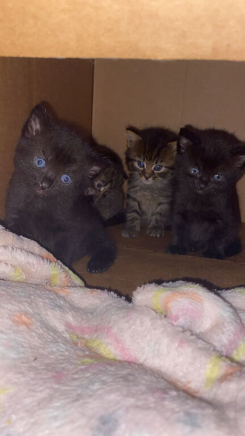 Boy kitten