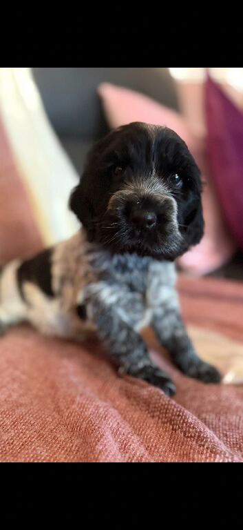 Blue roan Show cocker spaniel puppies