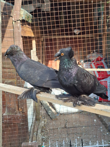 A pair with 1 chick