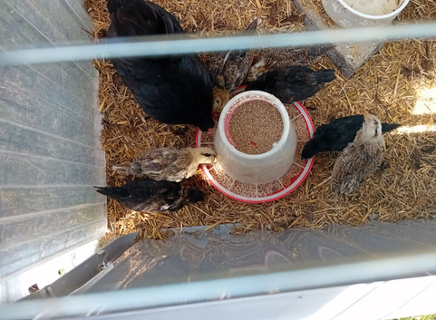 9 serama chicks