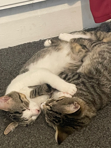 2 tabby sisters