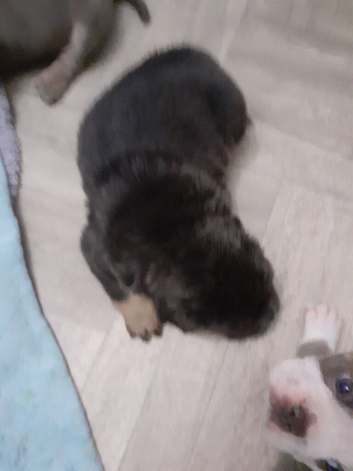 Old English bulldog puppy's