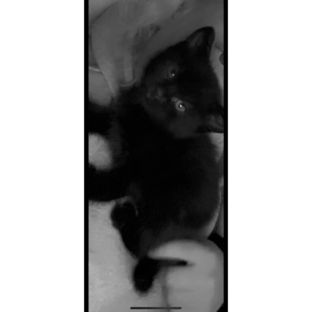 1 all black male, Ready now