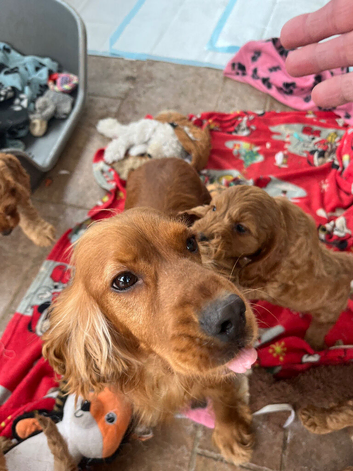 Curly cockapoo puppies