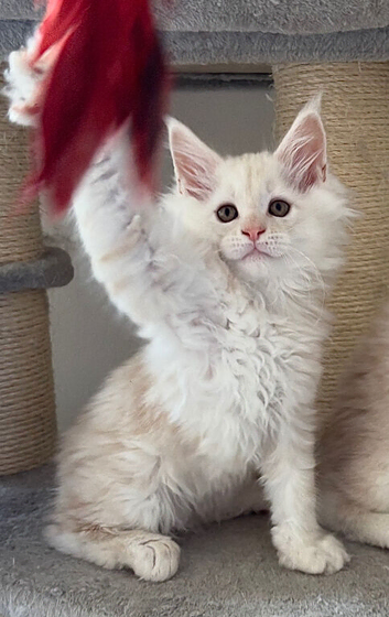 Stunning litter of Maine coon babies