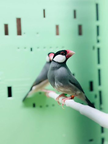 Java finches