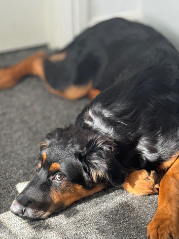 A lovable German sherperd who needs a new home