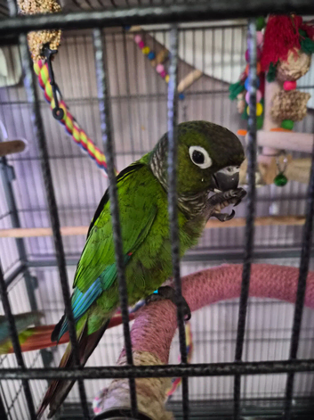 Gorgeous Black capped conure