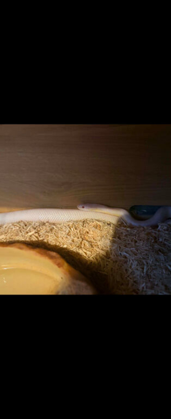 Beautifu blizzard albino corn snake 15 months Old
