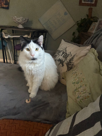 Male cat
