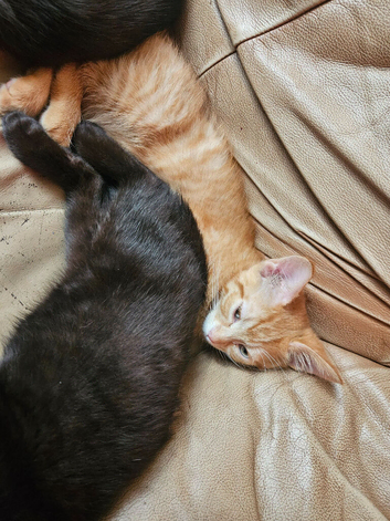 3 kittens 16 weeks old ready to go