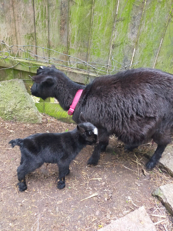 FAMILY OF PYGMY GOATS FOR SALE