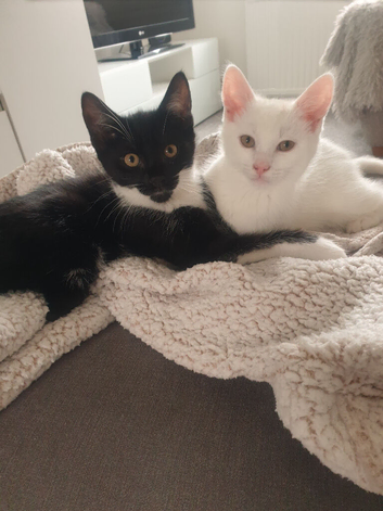 3 boy kittens