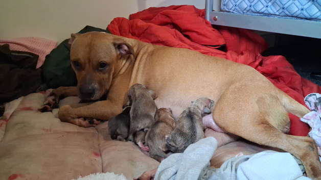 Staffyxrottiexfrenchie