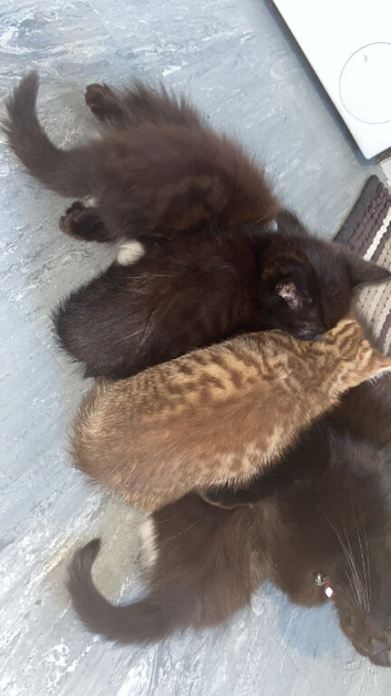4 kittens