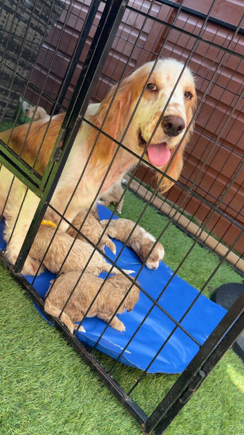 Champagne Cockapoo