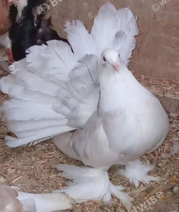 Indian fantail hen. White and silver splash