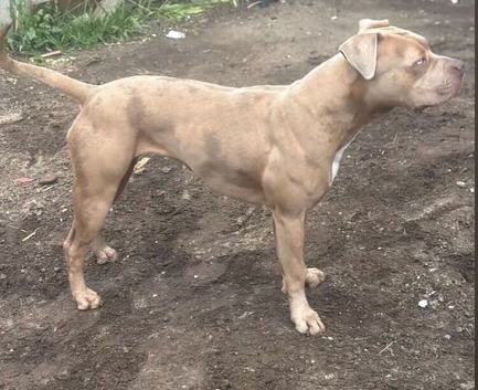 Female corso mix
