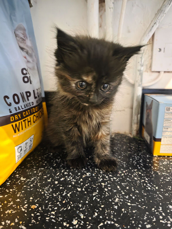 2 kittens ready to leave