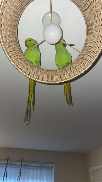Bonded pair of ringnecks