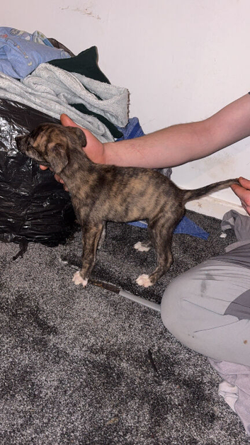 Lurcher puppies for sale 7 weeks