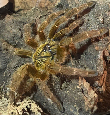 Female OBT 10-12cm