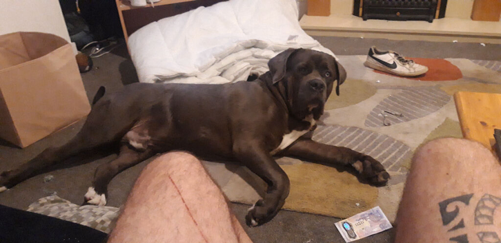 6 month old Male cane corso