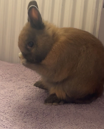 Female Netherland dwarf bunny