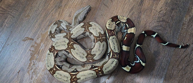 Bcc suriname boa constrictor excellent example
