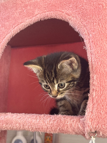Female kittens