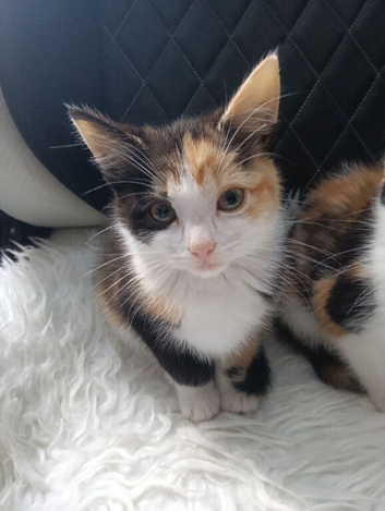 Kittens