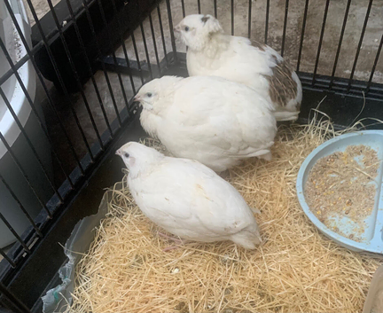 1 female 2 male jumbo quails