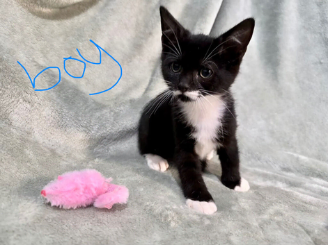3 beautiful kittens looking for homes