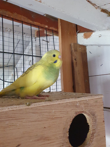Baby budgies