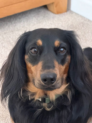 Dachsund breeding