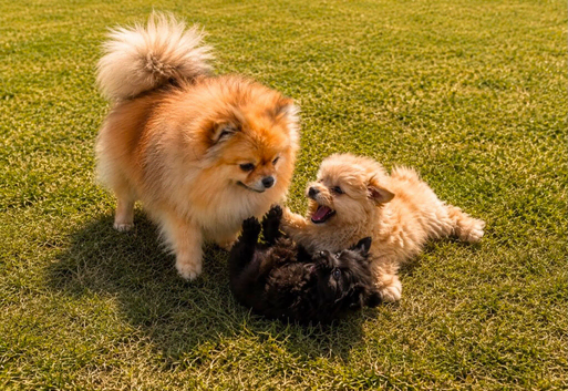 Pomeranian puppies