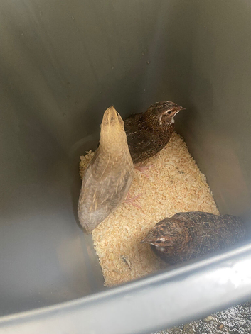 FREE male Japanese quails
