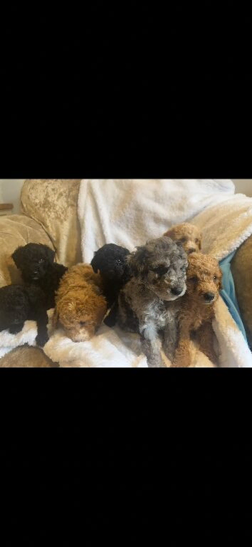 Beautiful miniature poodle puppies