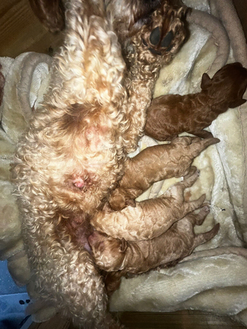 Poodle puppy&rsquo;s