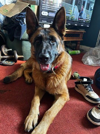 Beautiful German shepherd