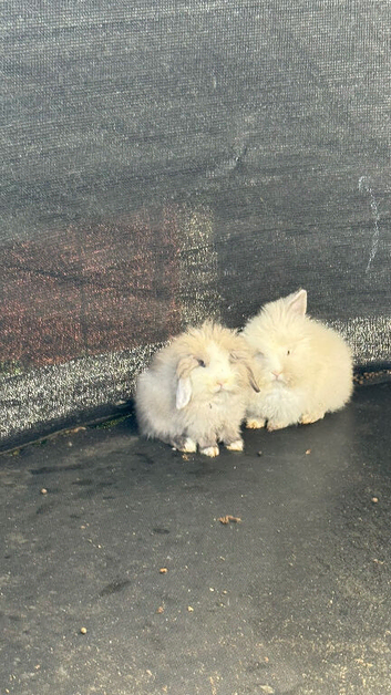 lovely baby rabbits for sale - ready now!