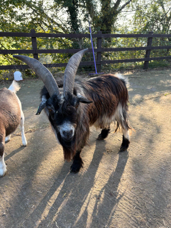 For Sale or Rent Proven Billy Goat Llanwrst