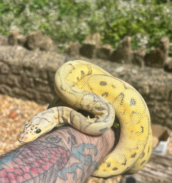 Beautiful Banana pinstripe ball python