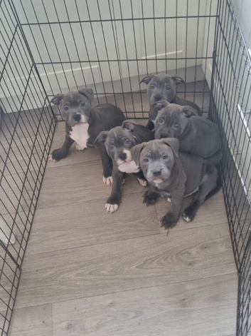 Pups ready to go